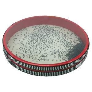 Condorwood OC-120 ocean drum